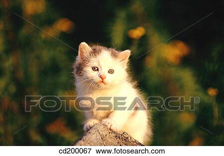 Domestic short hair kitten View Large Photo Image Stock Photo - Domestic short hair kitten. Fotosearch