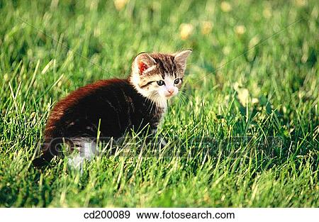 Domestic short hair kitten View Large Photo Image Stock Photo - Domestic short hair kitten. Fotosearch