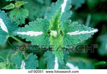 Dwarf Nettle (Urtica urens) View Large Photo Image Stock Image - Dwarf Nettle (Urtica urens). Fotosearch