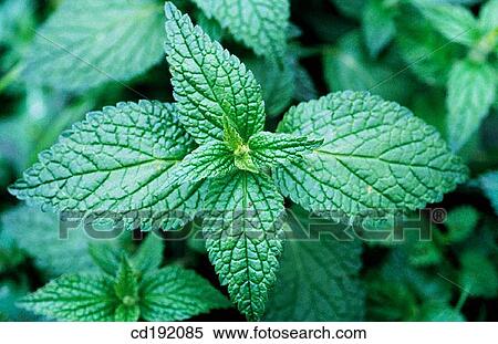 Stock Photography - Dwarf Nettle (Urtica urens). Fotosearch