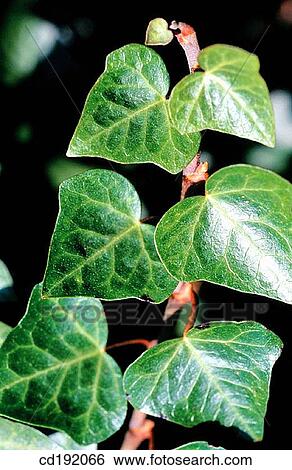Stock Photograph - English Ivy (Hedera helix). Fotosearch
