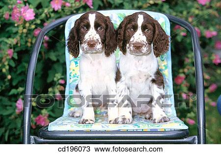 English Springer Spaniel View Large Photo Image Stock Image - English Springer Spaniel. Fotosearch