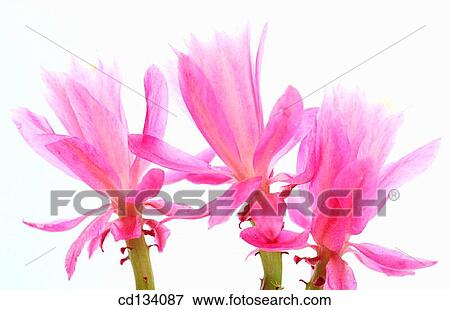 Epiphyllum hybr. View Large Photo Image Stock Photo - Epiphyllum hybr.. Fotosearch