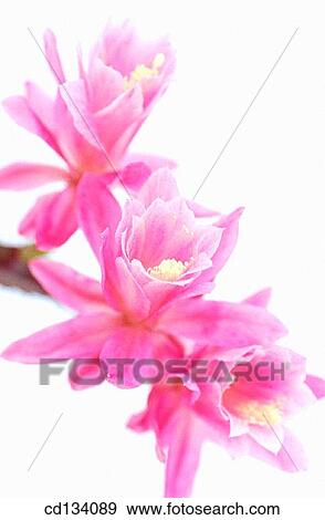Stock Photo - Epiphyllum hybr.. Fotosearch