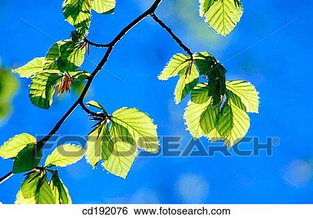 European Beech (Fagus sylvatica) View Large Photo Image Stock Photograph - European Beech (Fagus sylvatica). Fotosearch