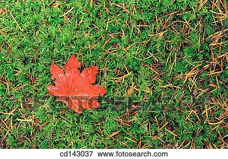 Fall colored leaf on forest floor View Large Photo Image Stock Photo - Fall colored leaf on forest floor. Fotosearch