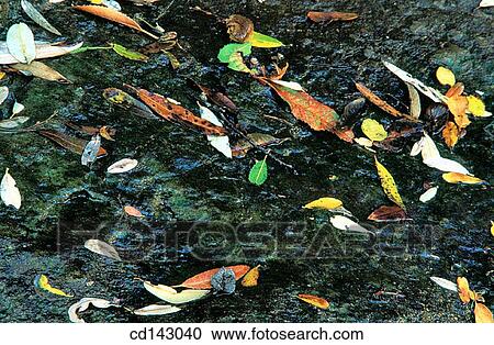 Fall colored leaves View Large Photo Image Stock Image - Fall colored leaves. Fotosearch