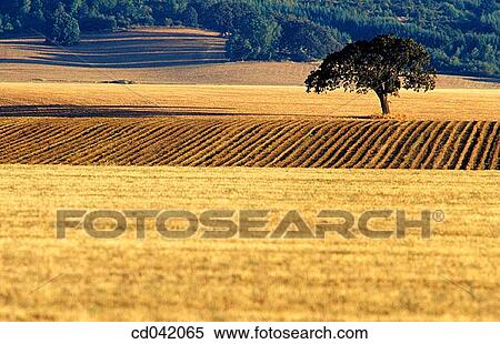 Farmland and oak tree View Large Photo Image Stock Photography - Farmland and oak tree. Fotosearch