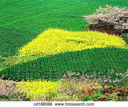 Farmland. China View Large Photo Image Stock Photo - Farmland. China. Fotosearch