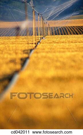 Farmlands, irrigation View Large Photo Image Stock Image - Farmlands, irrigation. Fotosearch