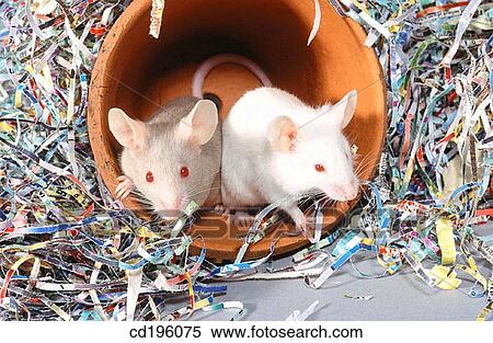 fauna, hiding, flower pot, animal View Large Photo Image Stock Photography - fauna, hiding, flower pot, animal. Fotosearch