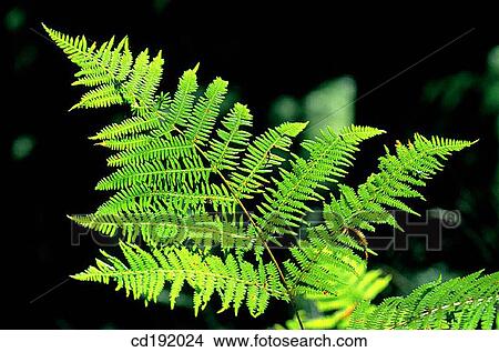 Fern View Large Photo Image Picture - Fern. Fotosearch