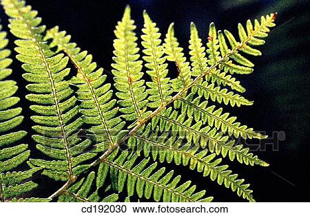 Fern View Large Photo Image Stock Image - Fern. Fotosearch