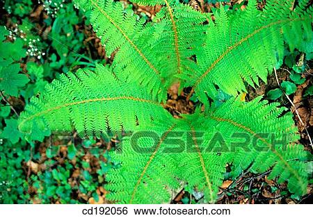 Fern View Large Photo Image Stock Photograph - Fern. Fotosearch