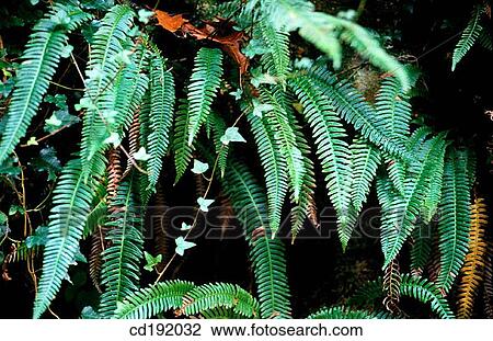 Stock Image - Ferns. Fotosearch