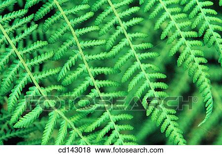 Ferns View Large Photo Image Stock Photo - Ferns. Fotosearch