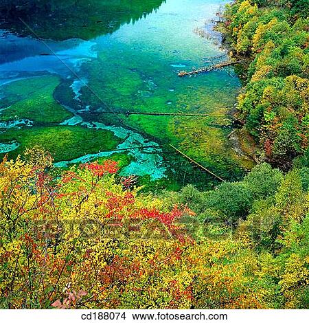 Five Flower Lake. Jiuzhaigou. Sichuan. China View Large Photo Image Picture - Five Flower Lake. Jiuzhaigou. Sichuan. China. Fotosearch