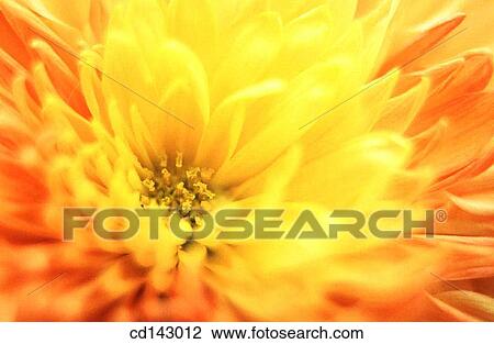 Flower close-up View Large Photo Image Stock Image - Flower close-up. Fotosearch