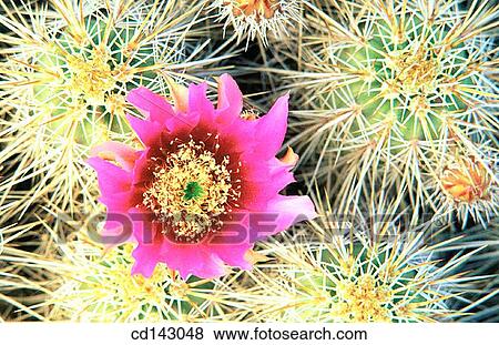 Flowers of Strawberry Hedgehog cactus (Echinocereus engelmannii). Anza-Borrego Desert State Park. California. USA View Large Photo Image Stock Photo - Flowers of Strawberry Hedgehog cactus (Echinocereus engelmannii). Anza-Borrego Desert State Park. California. USA. Fotosearch