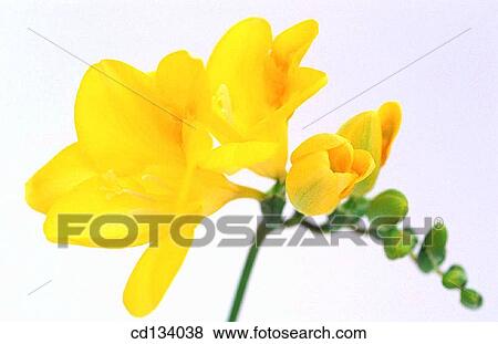Stock Photo - Freesia hybr.. Fotosearch