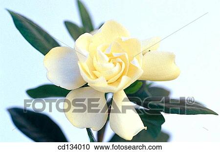 Gardenia jasminoides View Large Photo Image Stock Image - Gardenia jasminoides. Fotosearch