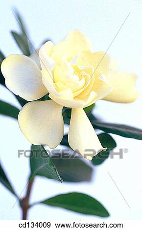 Gardenia jasminoides View Large Photo Image Stock Photo - Gardenia jasminoides. Fotosearch