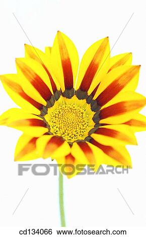 Gazania hybr. View Large Photo Image Stock Photograph - Gazania hybr.. Fotosearch
