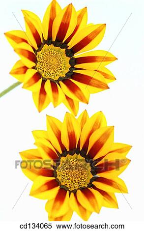 Gazania hybr. View Large Photo Image Stock Photography - Gazania hybr.. Fotosearch
