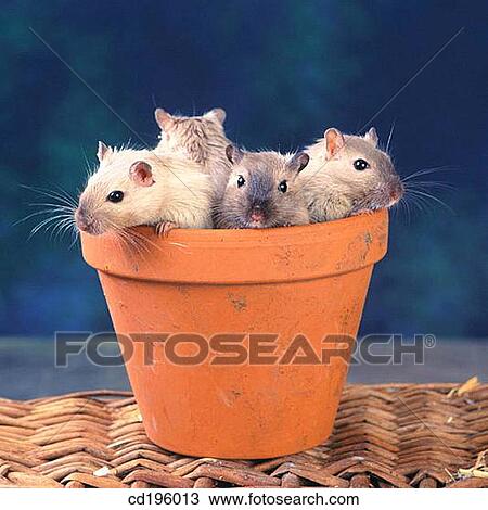 Gerbils View Large Photo Image Stock Image - Gerbils. Fotosearch