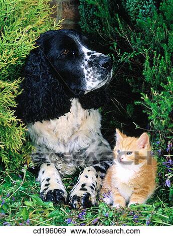 Ginger Cat and Springer Spaniel View Large Photo Image Stock Photo - Ginger Cat and Springer Spaniel. Fotosearch