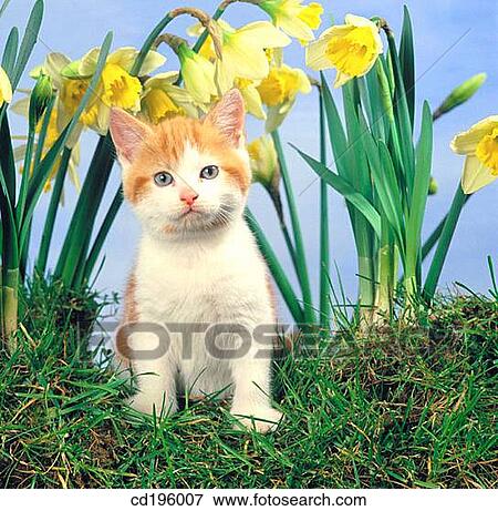 Ginger Cat View Large Photo Image Stock Photo - Ginger Cat. Fotosearch