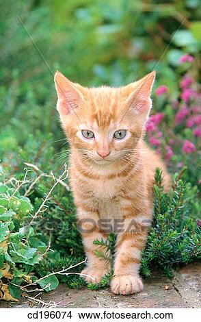Picture - Ginger kitten. Fotosearch