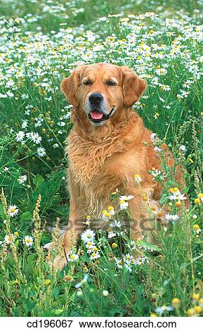 Stock Photo - Golden Retriever. Fotosearch