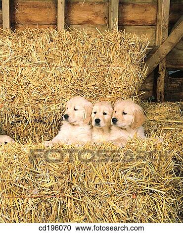 Golden Retrievers View Large Photo Image Stock Image - Golden Retrievers. Fotosearch