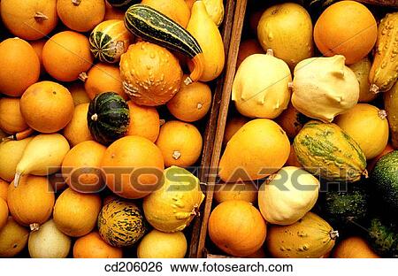 Gourds View Large Photo Image Stock Photograph - Gourds. Fotosearch