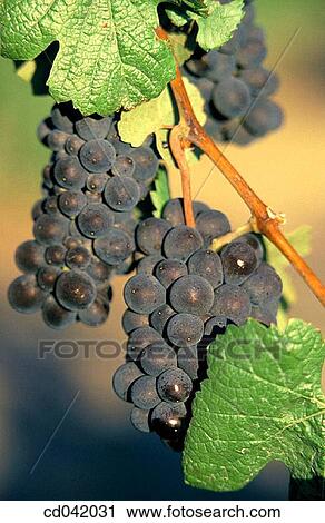 Grapes growing on vine View Large Photo Image Stock Image - Grapes growing on vine. Fotosearch