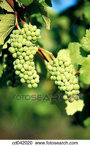 Grapes on vine View Large Photo Image Stock Image - Grapes on vine. Fotosearch