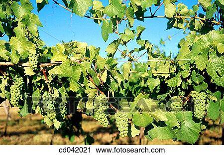 Grapes on vine View Large Photo Image Stock Image - Grapes on vine. Fotosearch