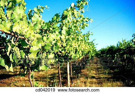 Grapes on vine View Large Photo Image Stock Photo - Grapes on vine. Fotosearch