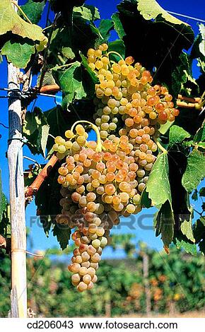 Stock Image - Grapes. Fotosearch