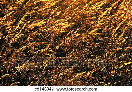 Grass View Large Photo Image Stock Photo - Grass. Fotosearch