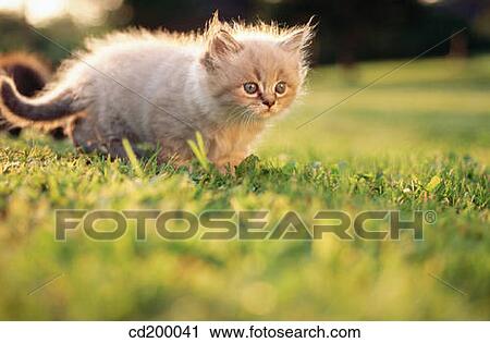 Gray Himalayan/Persian kitten View Large Photo Image Stock Image - Gray Himalayan/Persian kitten. Fotosearch