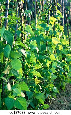 Green beans View Large Photo Image Stock Image - Green beans. Fotosearch