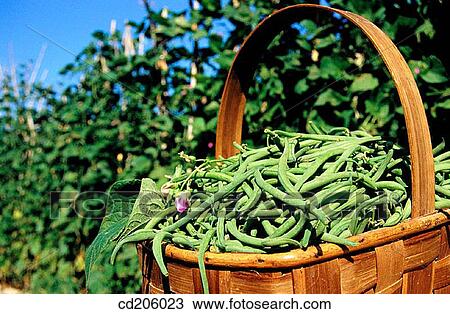 Green beans View Large Photo Image Stock Image - Green beans. Fotosearch