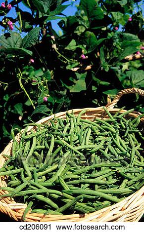 Green beans View Large Photo Image Stock Image - Green beans. Fotosearch
