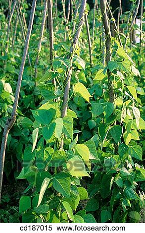 Green beans View Large Photo Image Stock Photography - Green beans. Fotosearch