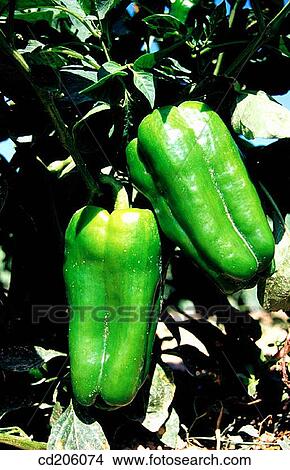 Green peppers View Large Photo Image Picture - Green peppers. Fotosearch