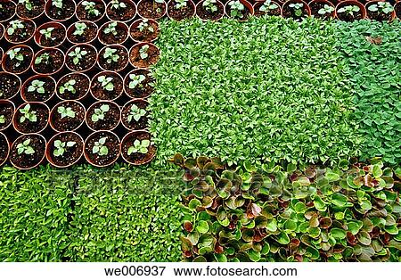 Greenhouse, flowerpots View Large Photo Image Stock Photo - Greenhouse, flowerpots. Fotosearch