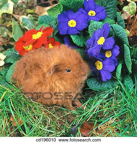 Guinea Pig View Large Photo Image Stock Image - Guinea Pig. Fotosearch
