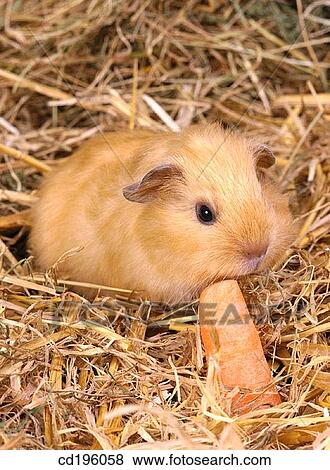 Stock Photo - Guinea Pig. Fotosearch